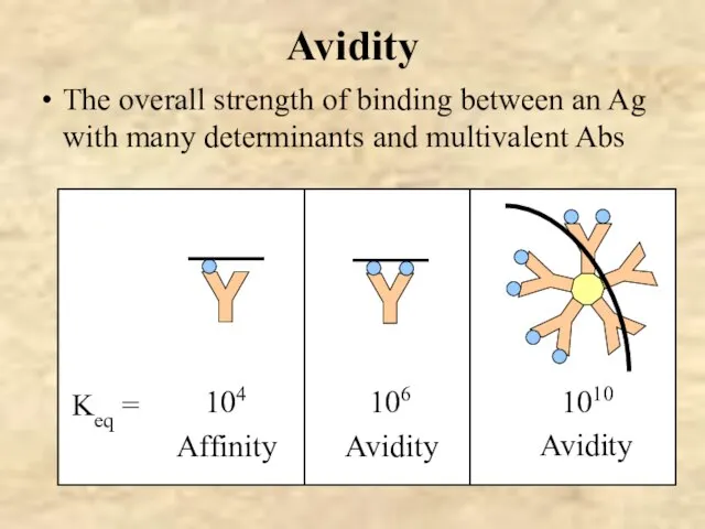 Avidity The overall strength of binding between an Ag with many determinants and multivalent Abs