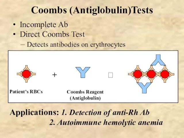 Coombs (Antiglobulin)Tests Incomplete Ab Direct Coombs Test Detects antibodies on erythrocytes Applications: