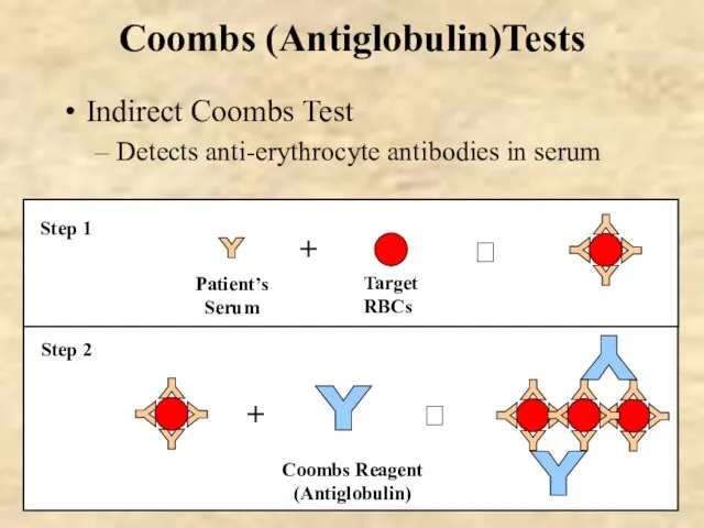 Coombs (Antiglobulin)Tests Indirect Coombs Test Detects anti-erythrocyte antibodies in serum