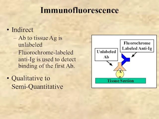 Immunofluorescence Indirect Ab to tissue Ag is unlabeled Fluorochrome-labeled anti-Ig is used