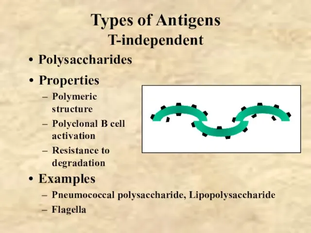 Types of Antigens T-independent Polysaccharides Properties Polymeric structure Polyclonal B cell activation