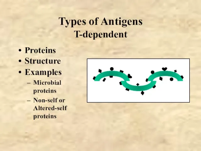 Types of Antigens T-dependent Proteins Structure Examples Microbial proteins Non-self or Altered-self proteins