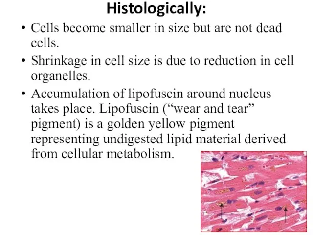 Histologically: Cells become smaller in size but are not dead cells. Shrinkage