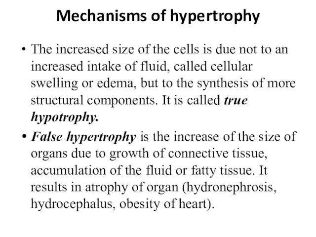 Mechanisms of hypertrophy The increased size of the cells is due not