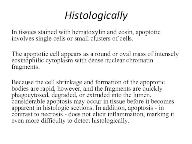 Histologically In tissues stained with hematoxylin and eosin, apoptotic involves single cells