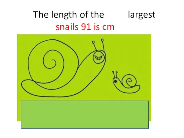 The length of the largest snails 91 is cm