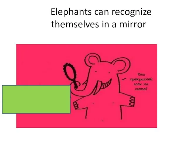 Elephants can recognize themselves in a mirror