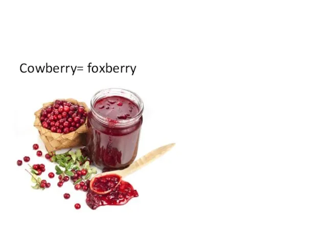 Cowberry= foxberry