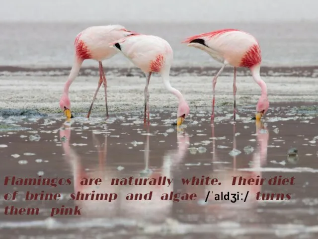 Flamingos are naturally white. Their diet of brine shrimp and algae /ˈaldʒiː/ turns them pink