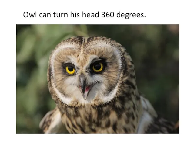 Owl can turn his head 360 degrees.