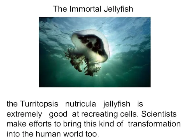 The Immortal Jellyfish the Turritopsis nutricula jellyfish is extremely good at recreating
