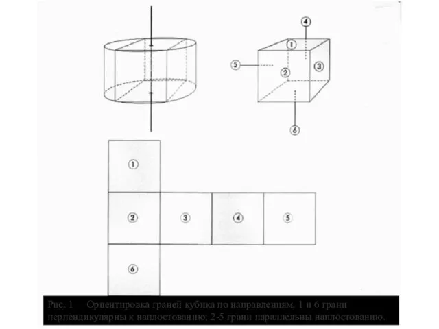Рис. 1 Ориентировка граней кубика по направлениям. 1 и 6 грани перпендикулярны
