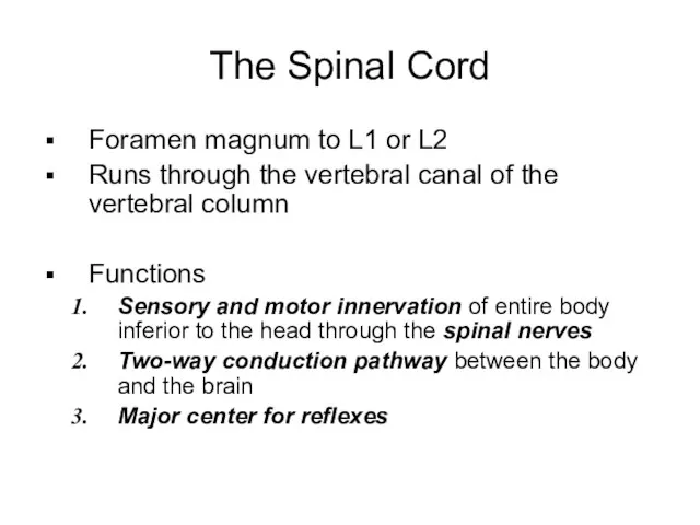 The Spinal Cord Foramen magnum to L1 or L2 Runs through the