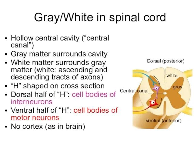 Gray/White in spinal cord Hollow central cavity (“central canal”) Gray matter surrounds