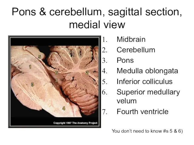 Pons & cerebellum, sagittal section, medial view Midbrain Cerebellum Pons Medulla oblongata