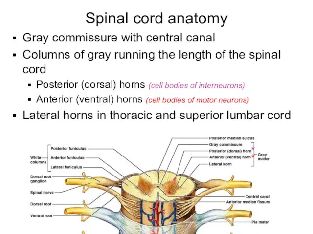 Spinal cord anatomy Gray commissure with central canal Columns of gray running