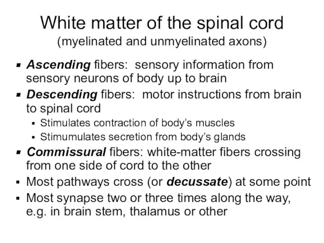White matter of the spinal cord (myelinated and unmyelinated axons) Ascending fibers:
