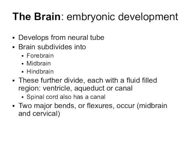 The Brain: embryonic development Develops from neural tube Brain subdivides into Forebrain