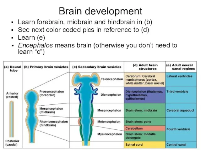 Brain development Learn forebrain, midbrain and hindbrain in (b) See next color