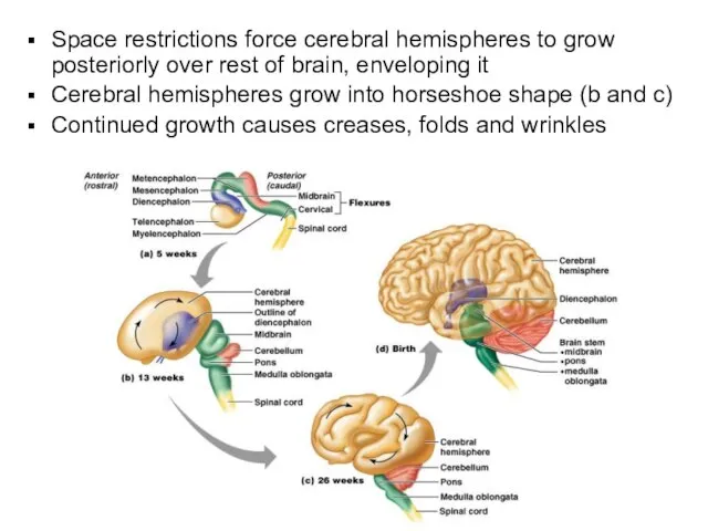 Space restrictions force cerebral hemispheres to grow posteriorly over rest of brain,