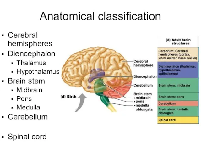 Anatomical classification Cerebral hemispheres Diencephalon Thalamus Hypothalamus Brain stem Midbrain Pons Medulla Cerebellum Spinal cord