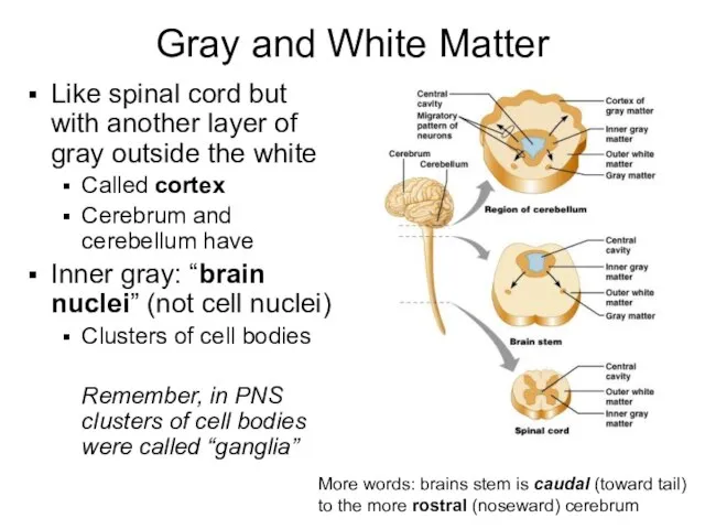 Gray and White Matter Like spinal cord but with another layer of