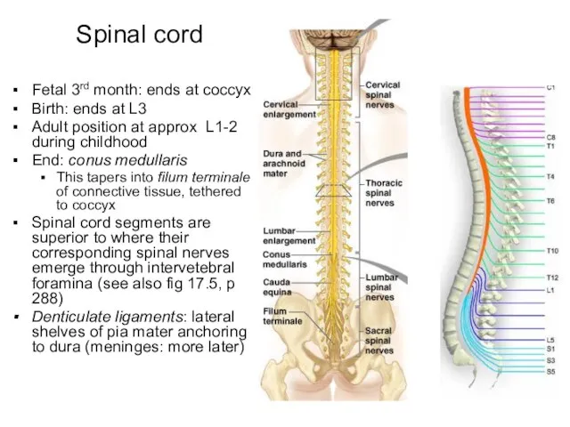 Fetal 3rd month: ends at coccyx Birth: ends at L3 Adult position