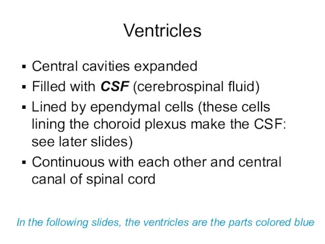 Ventricles Central cavities expanded Filled with CSF (cerebrospinal fluid) Lined by ependymal