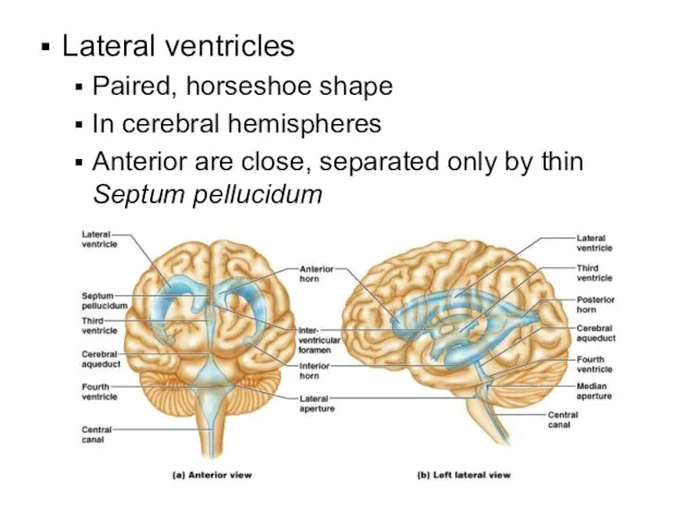 Lateral ventricles Paired, horseshoe shape In cerebral hemispheres Anterior are close, separated