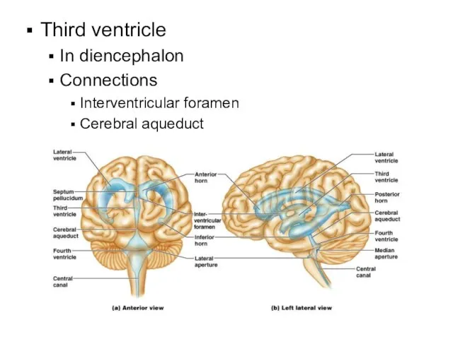 Third ventricle In diencephalon Connections Interventricular foramen Cerebral aqueduct