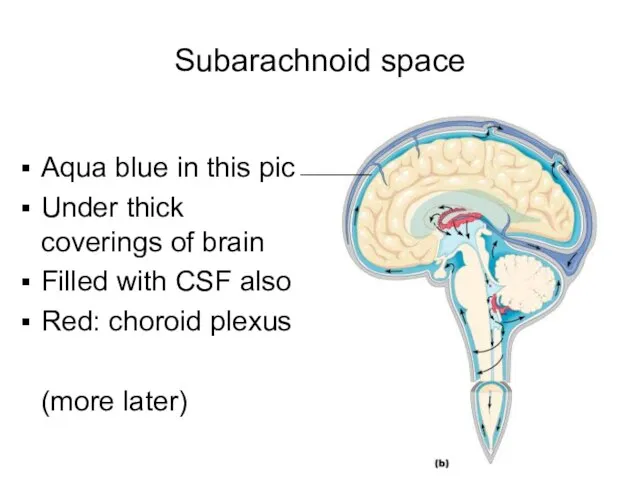 Subarachnoid space Aqua blue in this pic Under thick coverings of brain
