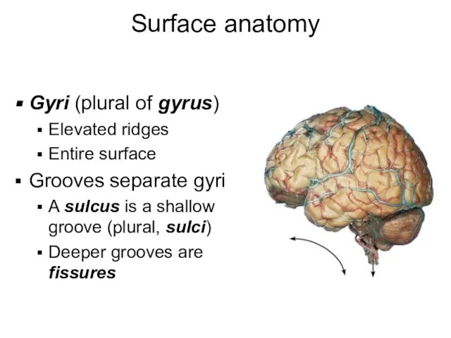 Surface anatomy Gyri (plural of gyrus) Elevated ridges Entire surface Grooves separate