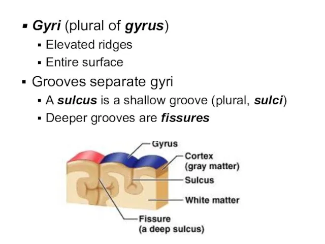 Gyri (plural of gyrus) Elevated ridges Entire surface Grooves separate gyri A