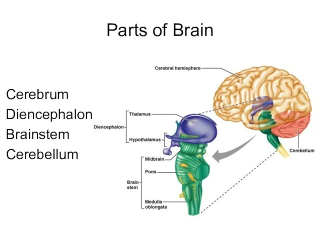 Parts of Brain Cerebrum Diencephalon Brainstem Cerebellum