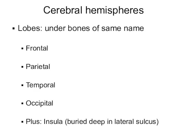 Cerebral hemispheres Lobes: under bones of same name Frontal Parietal Temporal Occipital