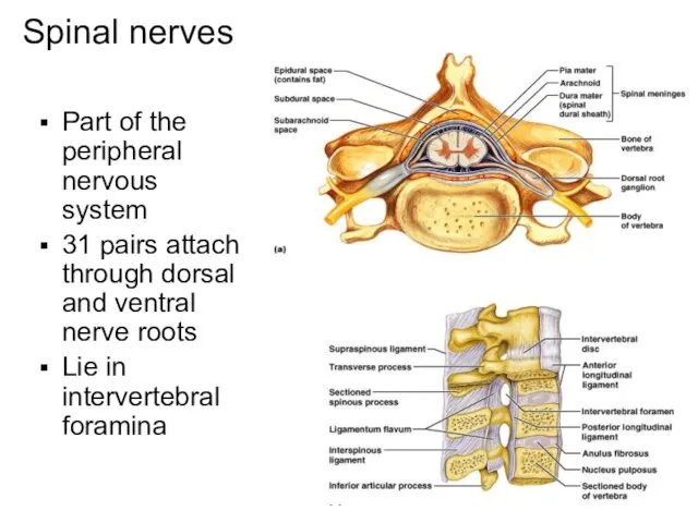 Spinal nerves Part of the peripheral nervous system 31 pairs attach through
