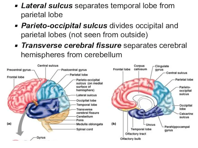 Lateral sulcus separates temporal lobe from parietal lobe Parieto-occipital sulcus divides occipital