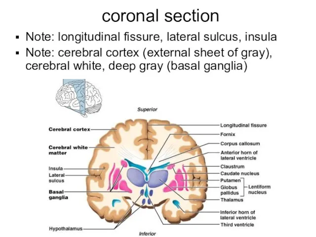 coronal section Note: longitudinal fissure, lateral sulcus, insula Note: cerebral cortex (external