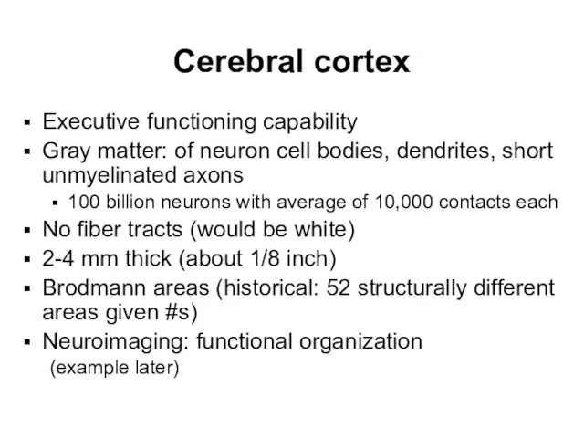 Cerebral cortex Executive functioning capability Gray matter: of neuron cell bodies, dendrites,