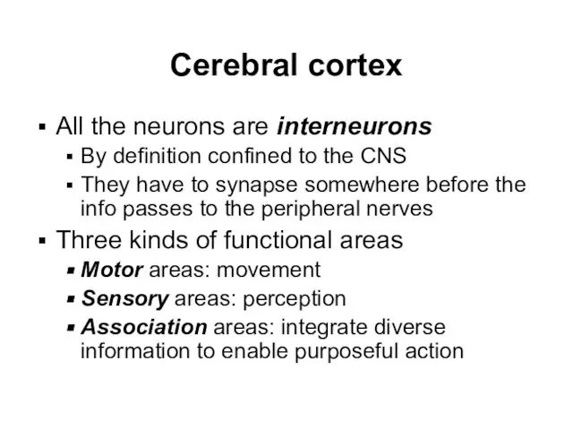 Cerebral cortex All the neurons are interneurons By definition confined to the