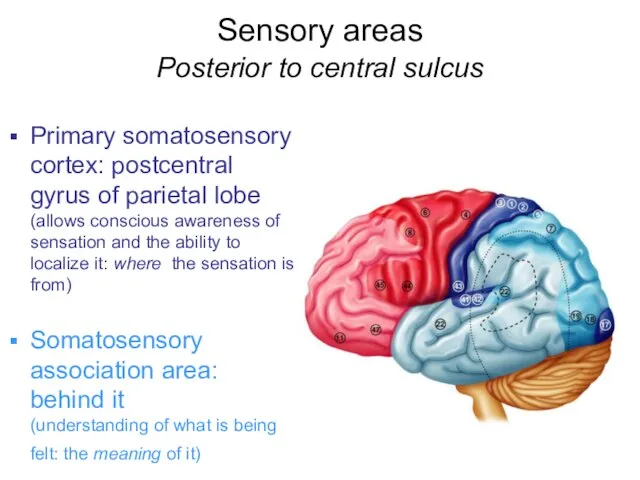 Sensory areas Posterior to central sulcus Primary somatosensory cortex: postcentral gyrus of