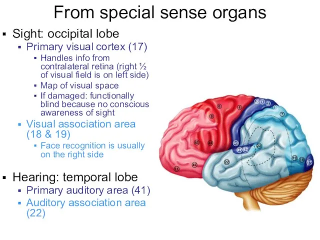 From special sense organs Sight: occipital lobe Primary visual cortex (17) Handles