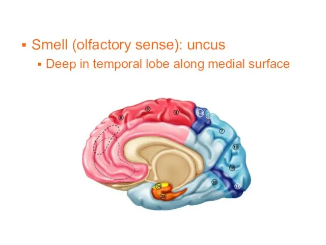 Smell (olfactory sense): uncus Deep in temporal lobe along medial surface