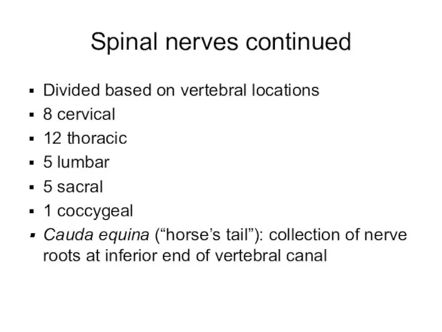 Spinal nerves continued Divided based on vertebral locations 8 cervical 12 thoracic