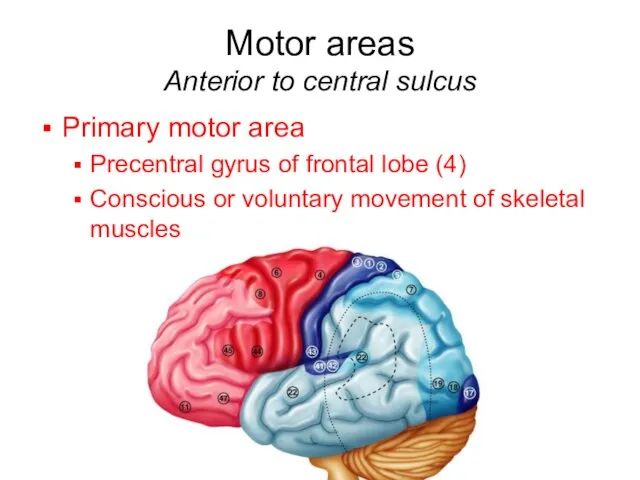 Motor areas Anterior to central sulcus Primary motor area Precentral gyrus of