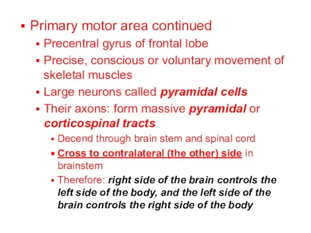 Primary motor area continued Precentral gyrus of frontal lobe Precise, conscious or