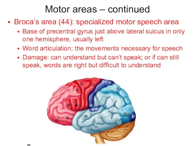 Motor areas – continued Broca’s area (44): specialized motor speech area Base
