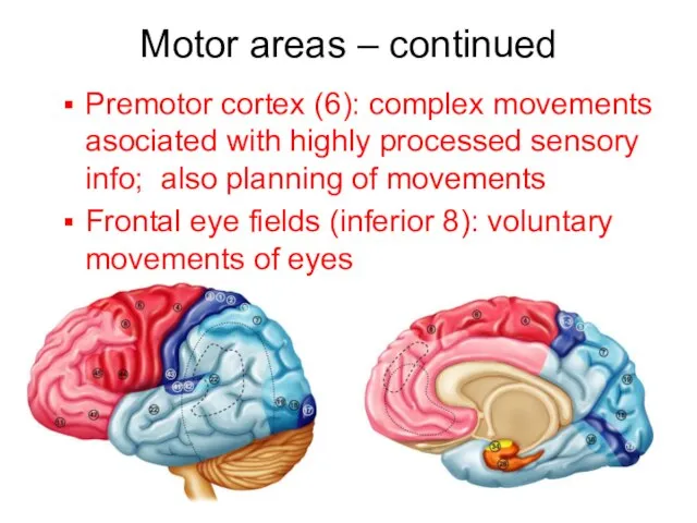 Motor areas – continued Premotor cortex (6): complex movements asociated with highly