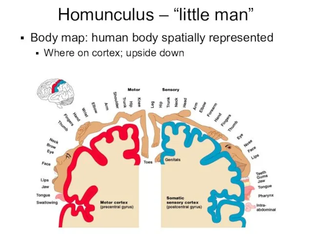 Homunculus – “little man” Body map: human body spatially represented Where on cortex; upside down