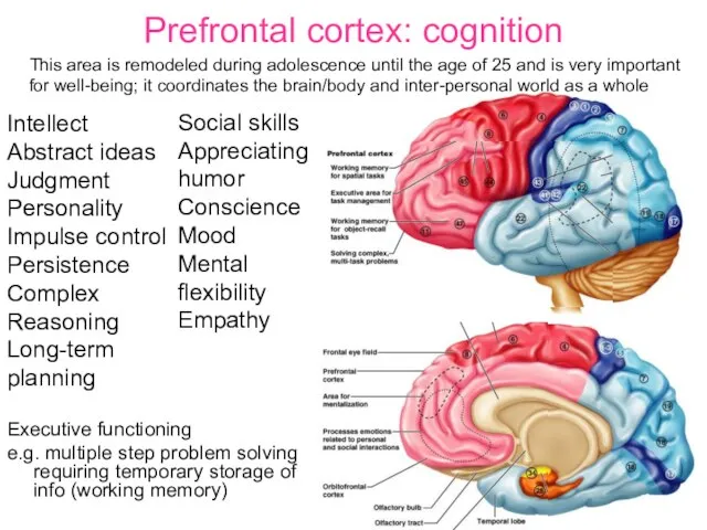 Prefrontal cortex: cognition Executive functioning e.g. multiple step problem solving requiring temporary